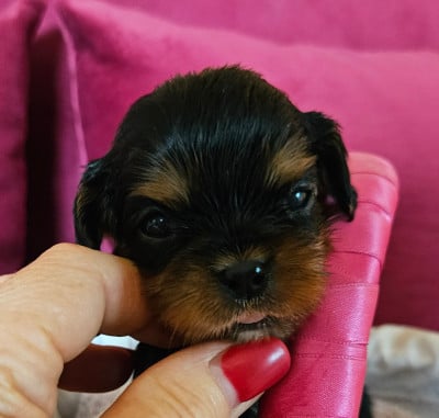 Les chiots de Cavalier King Charles Spaniel