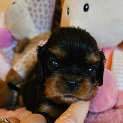 Les chiots de Cavalier King Charles Spaniel