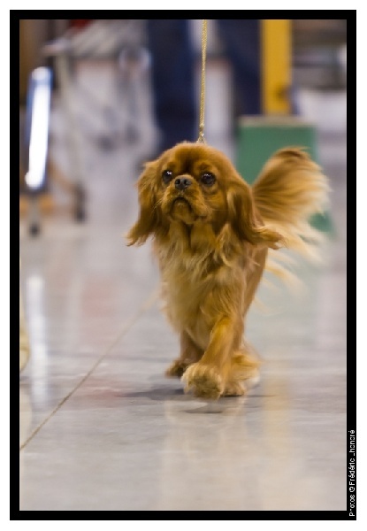 CH. Divine idylle de Pink'Paradise - 1ère EXCELLENT - CACS - CACIB