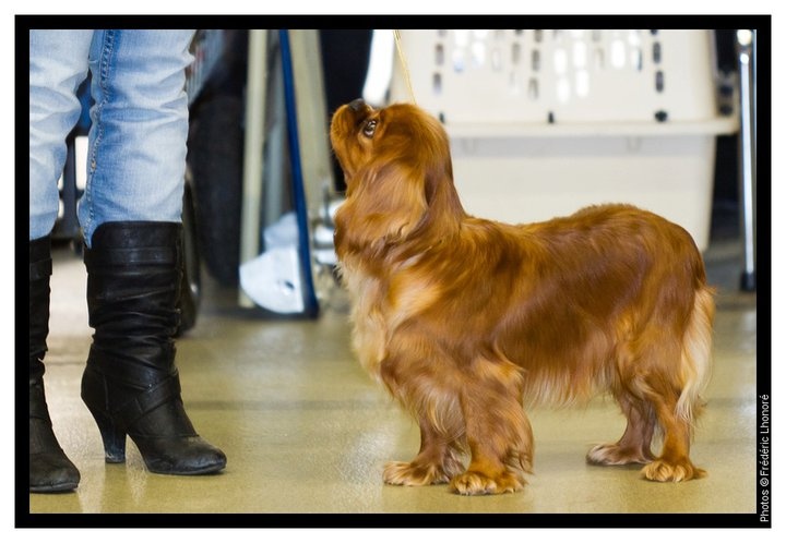 CH. Divine idylle de Pink'Paradise - 4ème EXCELLENT