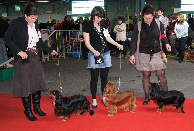 CH. Divine idylle de Pink'Paradise - 2ème EXCELLENT RCACS