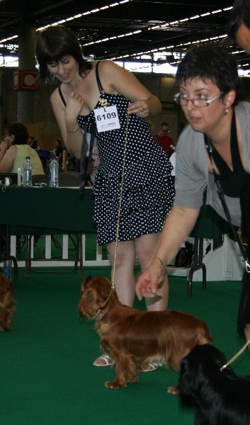 CH. Divine idylle de Pink'Paradise - 2ème EXCELLENT