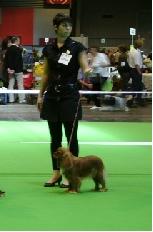 CH. Divine idylle de Pink'Paradise - 1ère EXCELLENT