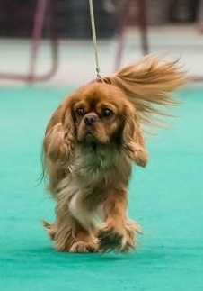 CH. Divine idylle de Pink'Paradise - 4ème EXC