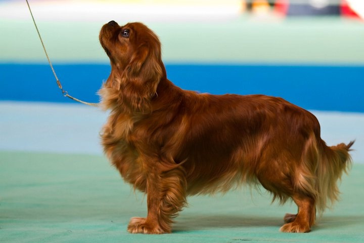 CH. Divine idylle de Pink'Paradise - 1ère EXCELLENT