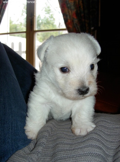 Publication : De catextol Auteur : De Catextol