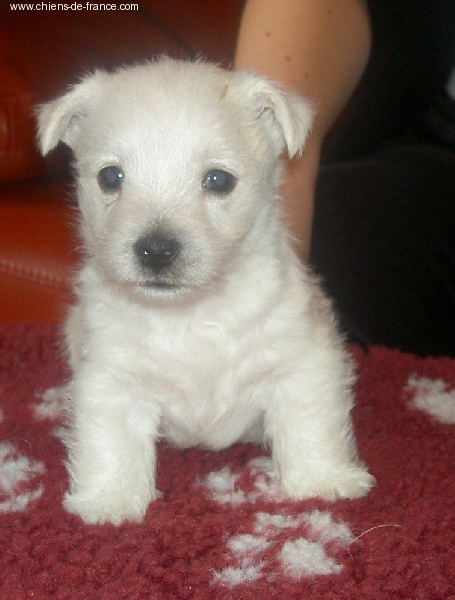 Publication : De catextol Auteur : De Catextol