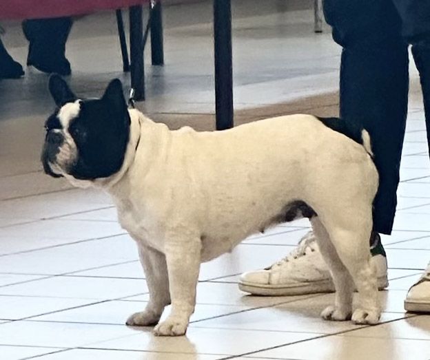 Sofia Du Clos De Saint Edern - TRES BON