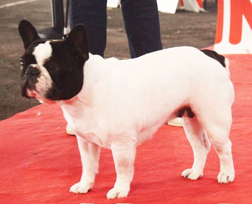 Sofia Du Clos De Saint Edern - 1 ere Exellent CACS