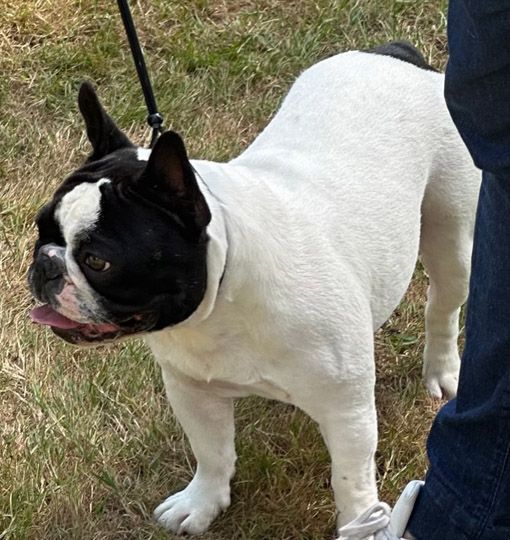 Sofia Du Clos De Saint Edern - 1 ere Exellent CACS