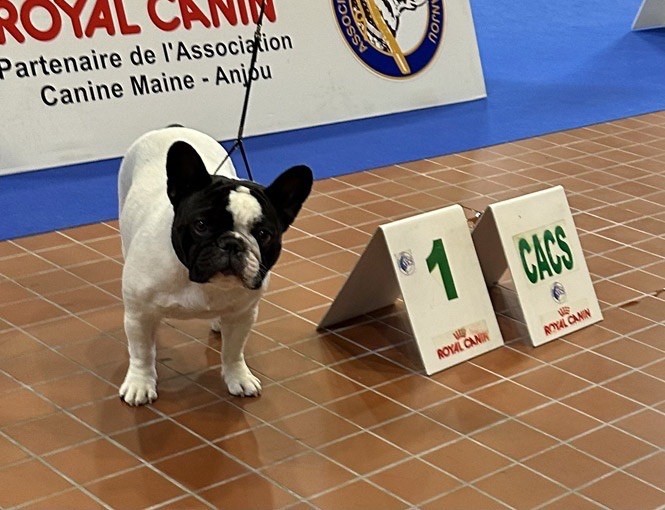 Sofia Du Clos De Saint Edern - 1ere Excellente CACS