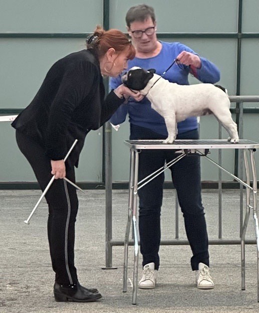 Sofia Du Clos De Saint Edern - 1 ére Excellent Classe Ouverte Femelle Caille / 3 eme Femelle Caille