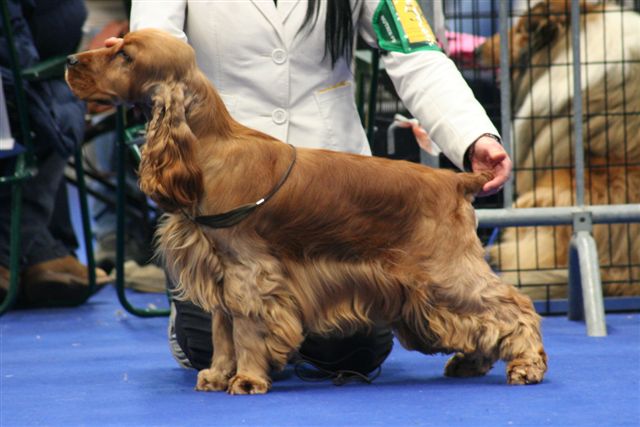 Publication : des sous-bois Becassiers