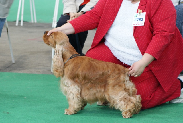 Publication : des sous-bois Becassiers