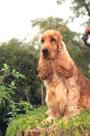 Publication : des sous-bois Becassiers