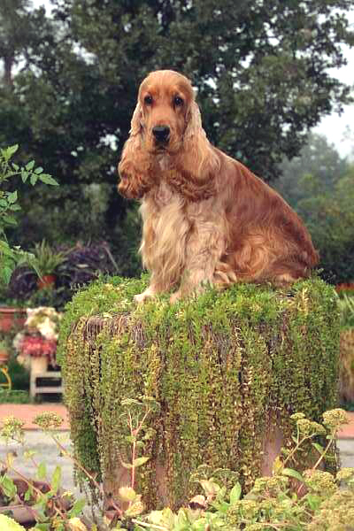 Publication : des sous-bois Becassiers