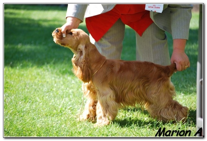 Francini's More love - 1er Exc Meilleur Jeune Best Young