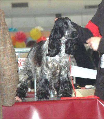 Francini's Bella favola - Meilleur Puppy BOG Puppy