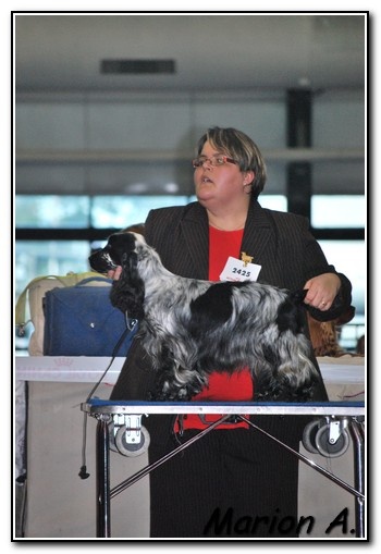 Francini's Bella favola - 1er exc CACS