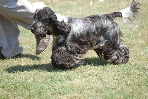 CH. Francini's B.b. - 1er Exc CACS CACIB
