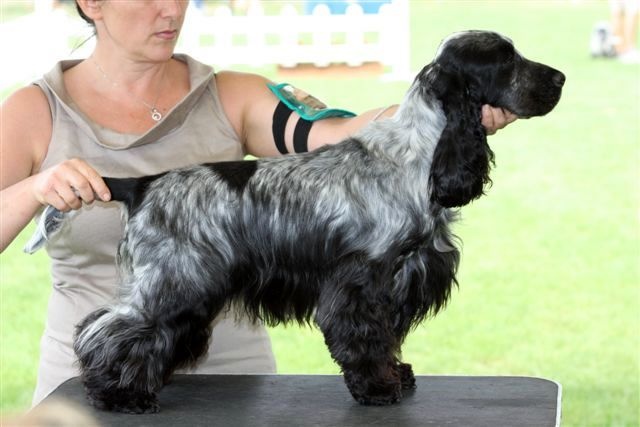 CH. Francini's B.b. - 2eme Excellent