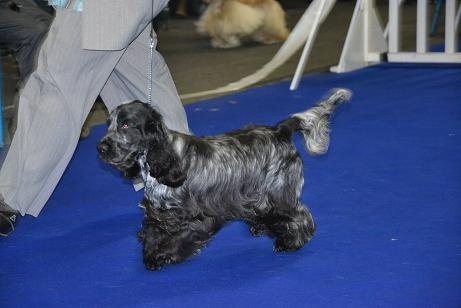 CH. Francini's B.b. - 2ème Excellent