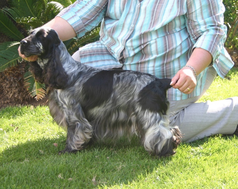 Francini's Bella favola - CACM CACIB