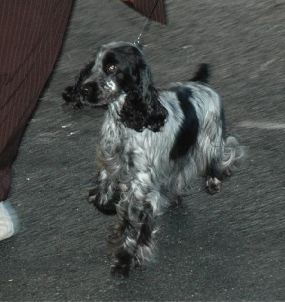 Francini's Bella favola - 1er Exc RCACS classe intermédiaire