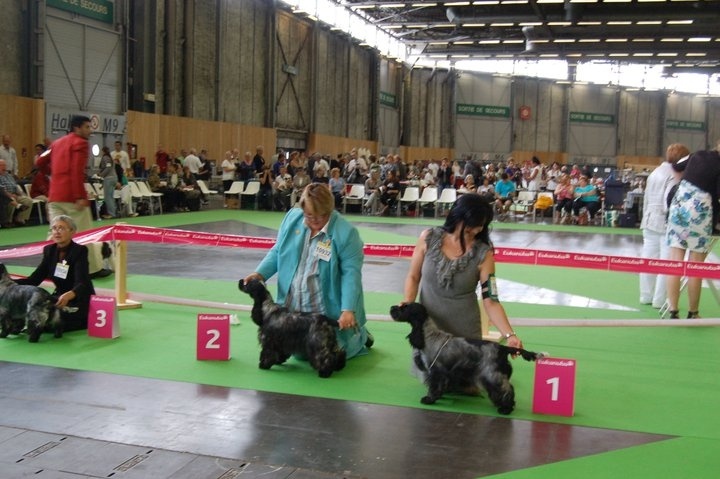 CH. Francini's B.b. - 2ème Exc