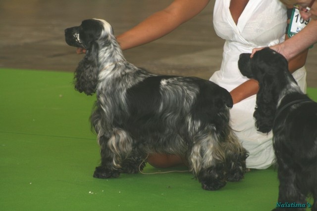 Francini's Bella favola - Excellent