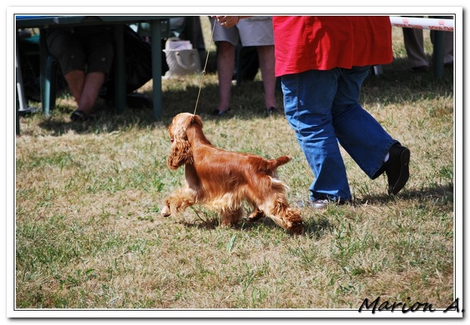 Francini's More love - CACS classe intermédiaire