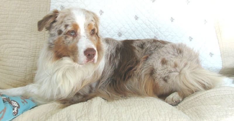 CH. Paradox Pardon my french - Best Véteran de l'exposition