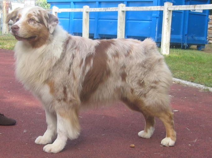 CH. Paradox Pardon my french - 2ème excellent classe champion