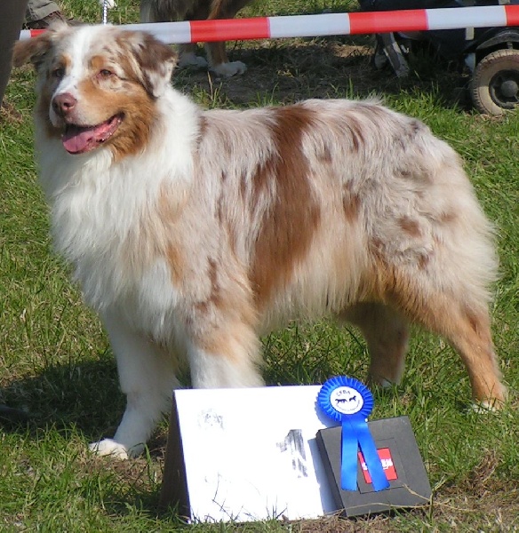 CH. Paradox Pardon my french - 1er classe vétéran - RBest in Show