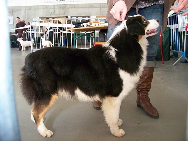 Equidia grand prix coupe du monde du Magicien D'Oz - 1ère excellent - meilleur jeune