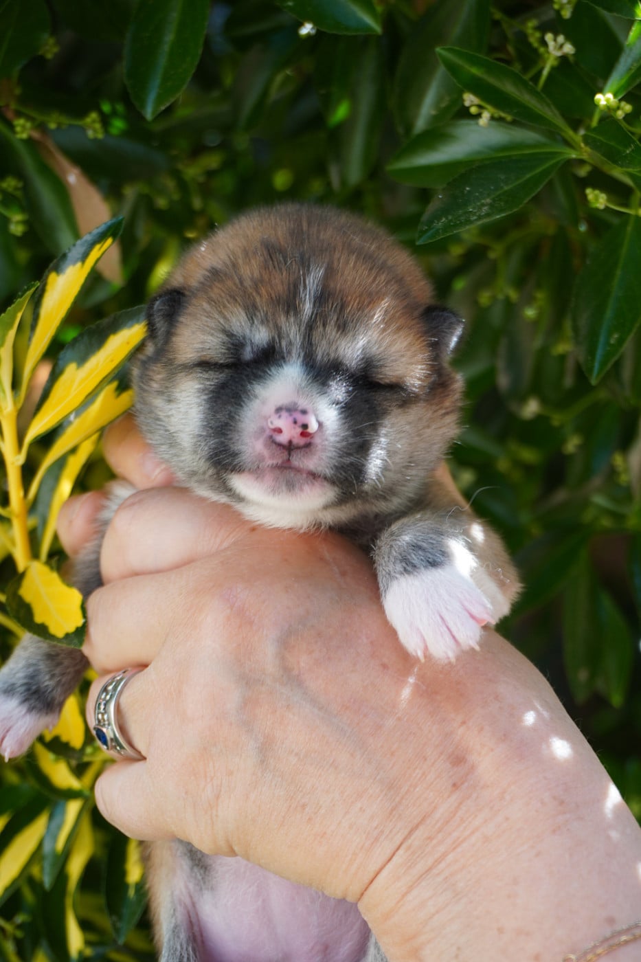 CHIOT 2 - Akita