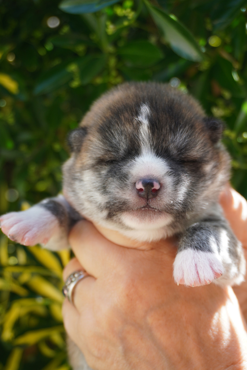 CHIOT 3 - Akita