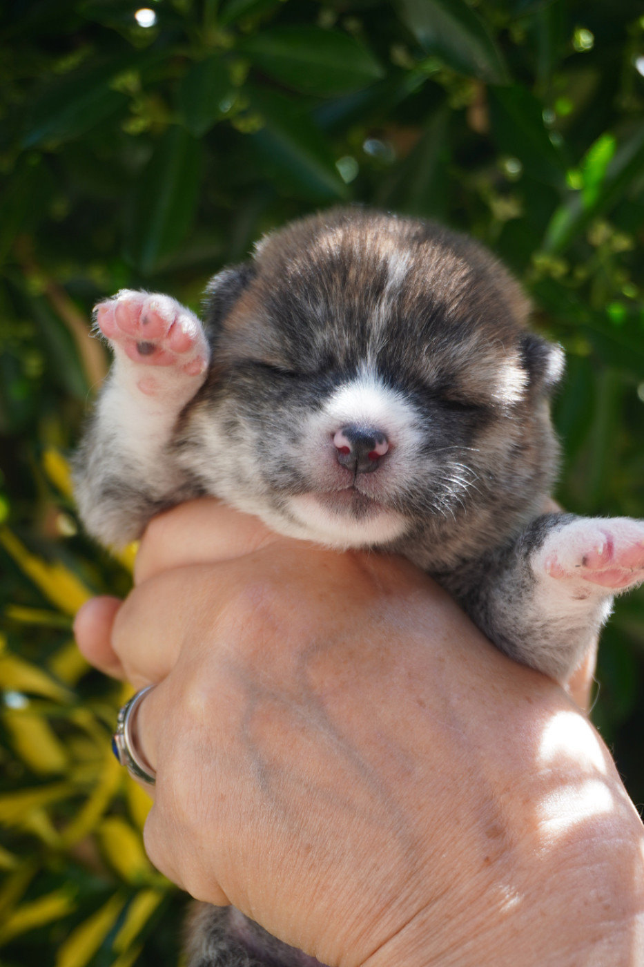 CHIOT 4 - Akita