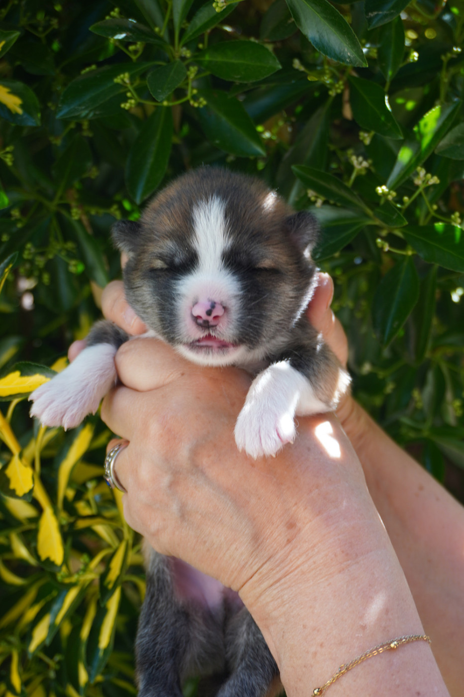 CHIOT 5 - Akita