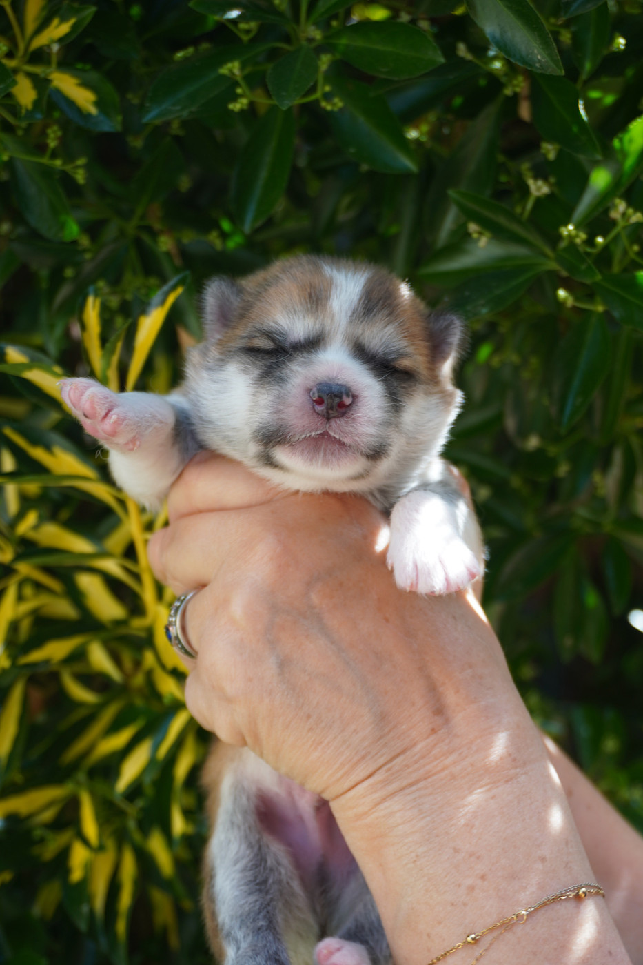 CHIOT 6 - Akita