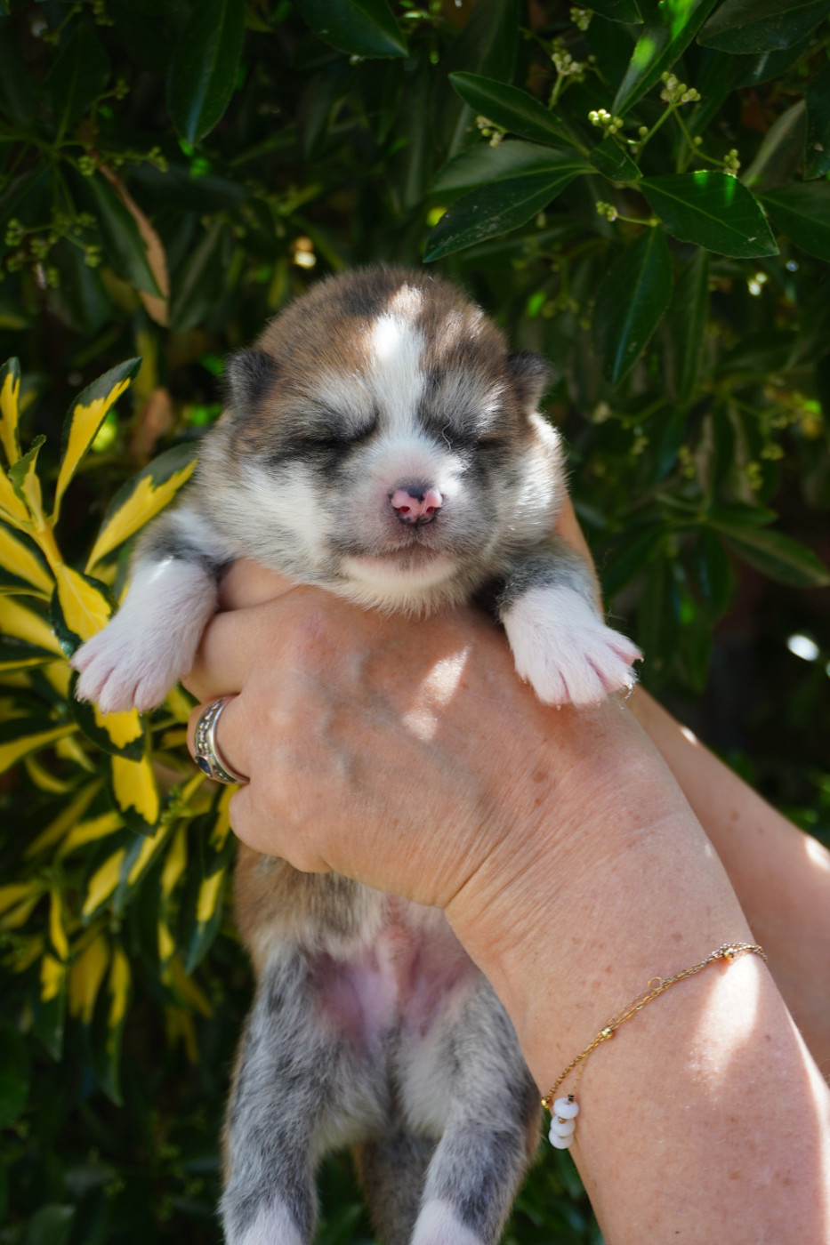 CHIOT 7 - Akita