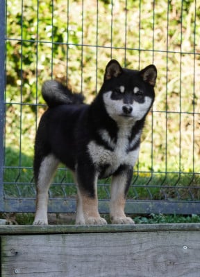 Shiba