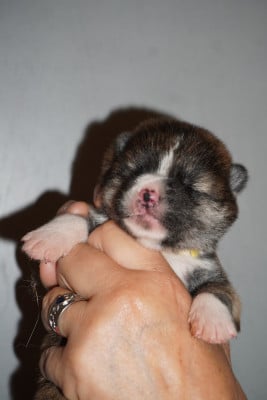 Les chiots de Akita