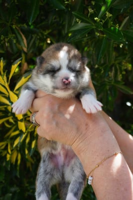 CHIOT 7 - Akita