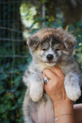 Les chiots de Akita