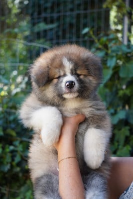 Les chiots de Akita