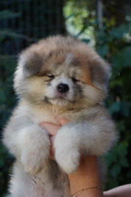 Les chiots de Akita