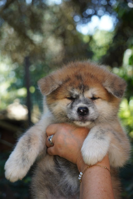 Les chiots de Akita