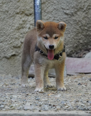 Les chiots de Shiba