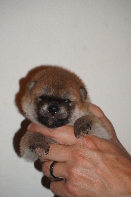 Les chiots de Shiba